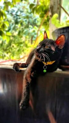Котик . Очаровательный, милашка