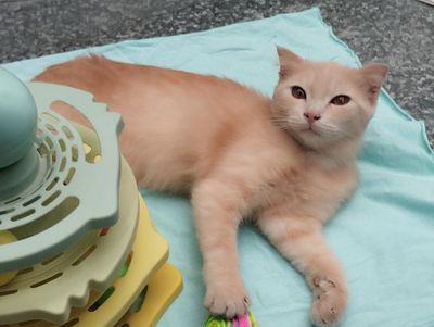 Шотландский вислоухие Папа Золотоя шиншилла Мама шотландский.