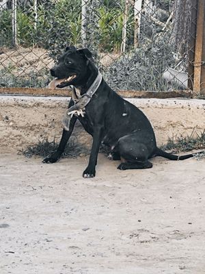 Pit bul sotiladi jinsi qiz 1yilu 11oyli ves 15kg srochna joy bo'shatis