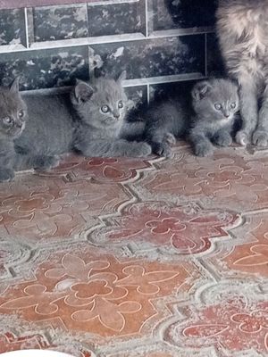 продажа котят