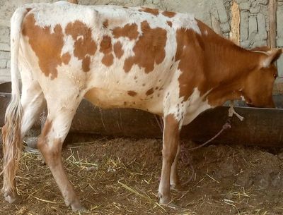GʻUNOJINLA sotiladi mollaga 100 foiz garantiya olgan odam barakatopadi
