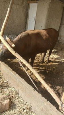 Buqa sotiladi suyishga tayyor