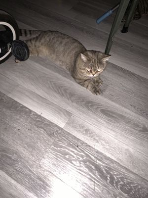 Вязка скотиш страйт