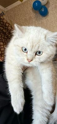 British Shorthair Chinchilla