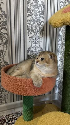 Кошка золотая шиншилла