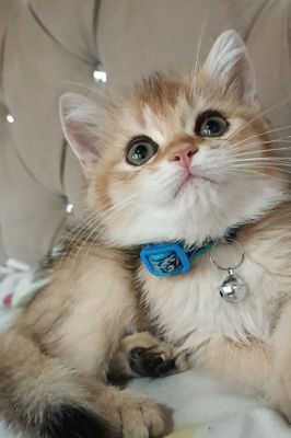 Britanskiy golden shinshila.