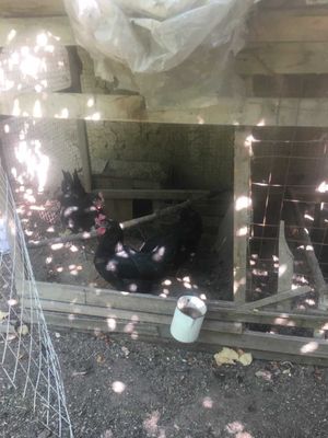 Продаются черные королевские куры