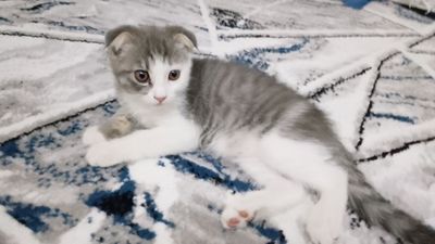 Тоза мушук зотдор