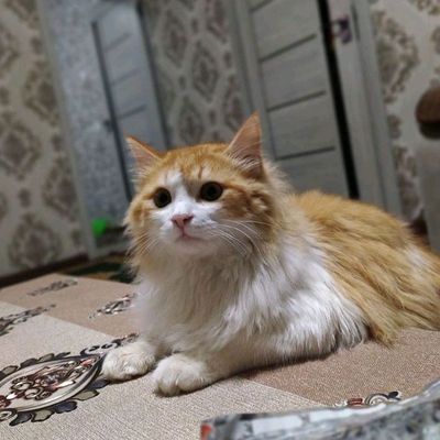 Mushuk