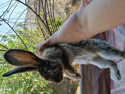 К, уйончалар сотилади 5 ойлик самест