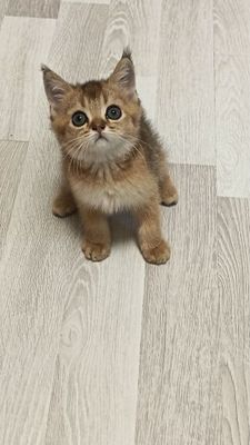Продаются котятки