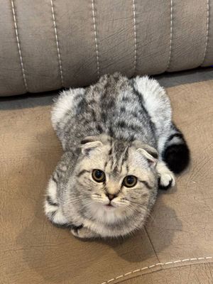 Кошка вислоухая скотишфолд