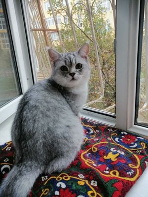Mushuk yo'qoldi, britanskiy serebristiy shinshilla, topganga sovrrini