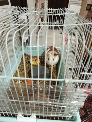 Продам морскую свинуку мальчик