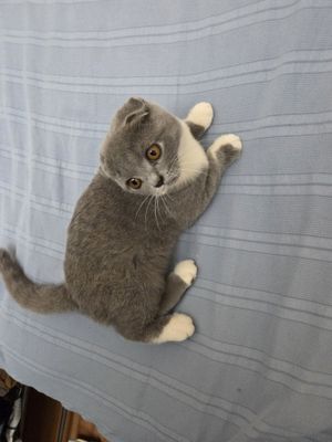 Вислаухи кот девочка