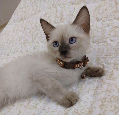 Сиамский котёнок + всё в подарок