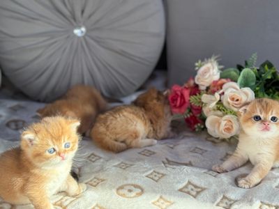 Продаются плюшевые золотые шиншилы