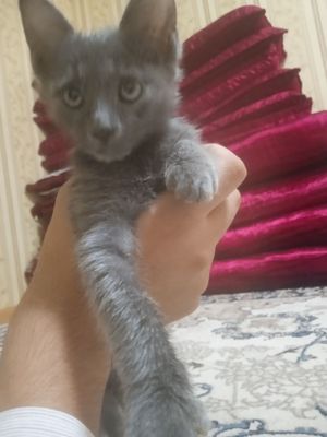 Uy mushugi toza sotilish sababi faqat onasini boqishga ruhsat bor!