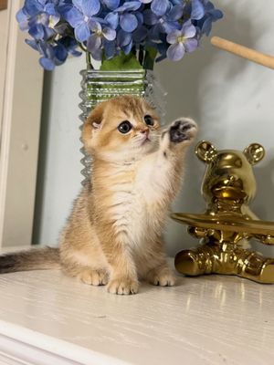 Золотая шиншилла