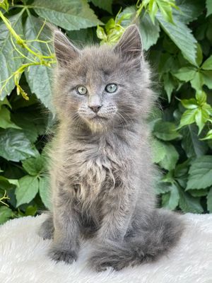 Шикарная девочка Мейнкун