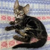 бенгальский котёнок девочка
