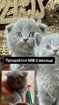 Котёнок 2 месяца скотиш