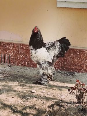 assalamu alekum andijonda tochkalik tomniy puxlar jojalari sotiladi