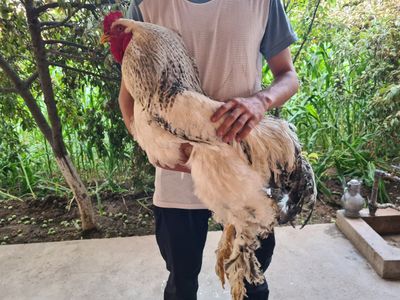 Xoʻroz tovuq va qoʻy xona sotiladi