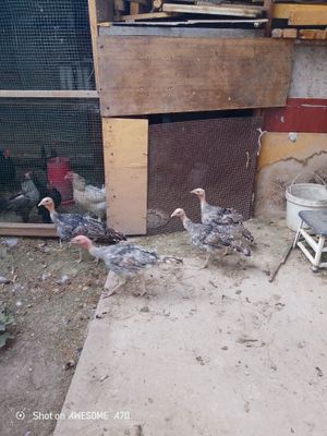 Курка жужалари 6 та