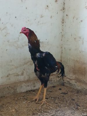 Dakan Xoroz srochno sotiladi