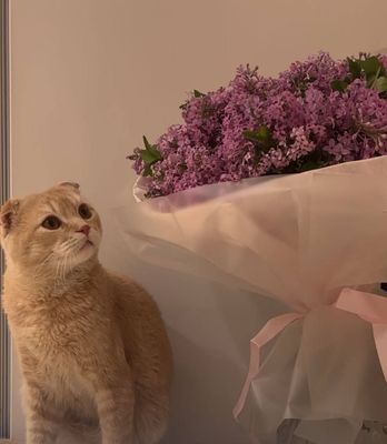 ВЯЗКА. Скотиш фолд Красавец мачо кот и сердцеед приглашает кошечку н