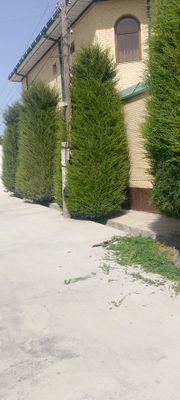 Archa gul va zaborchalar daraxt kesish