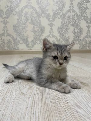 Шотландский страйт