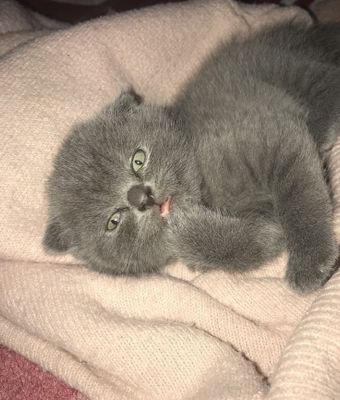 Продаю котика скоттиш фолд
