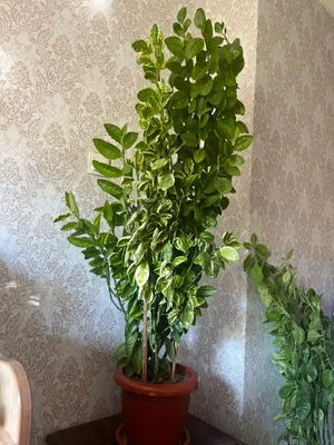 Цветочек оленивая рога