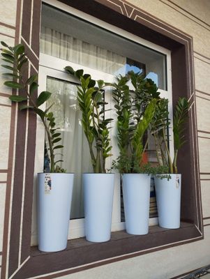 Цветы замякулкус
