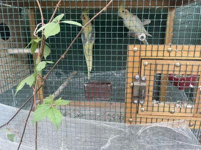 Karela qafasi bilan