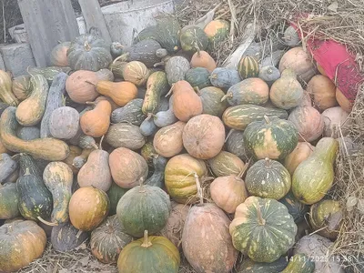 ошковоклар 3500 сум кг Андижон хортум