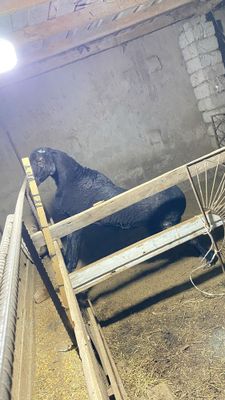 Продаю овцов бараны