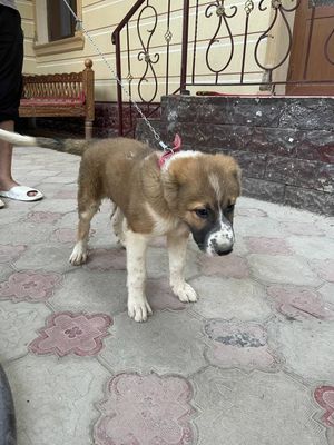 Алабай Кучук сотилади
