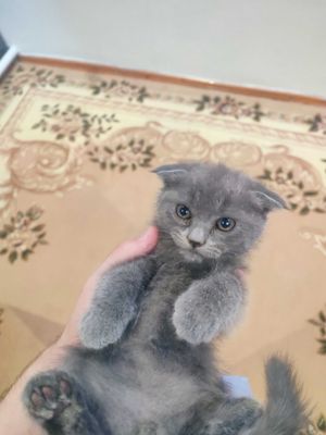Мурчащие комочки счастья!Шотландские котята (фолды и страйт)