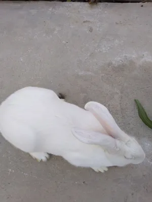 Quyon sotiladi 4.5 kilogram