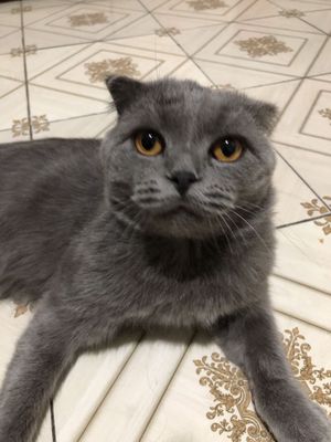 Вязка Скотиш Фолд