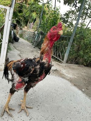 Xoroz sotiladi kulangi kareski tozasidan