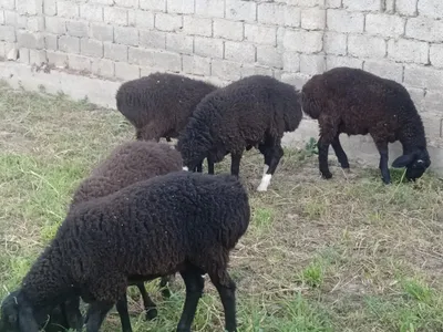 кучкорлар сотилади услуга мясника кассоб