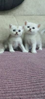 Котёнок продаётся