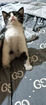 Котенок 2 месяца