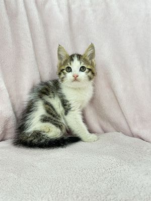 Котенок скоттиш страйт