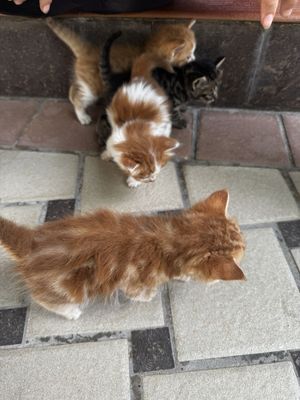 Котята пародия Швецарская