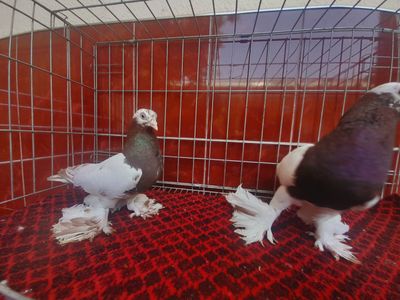 Пара кара капканы продаются
